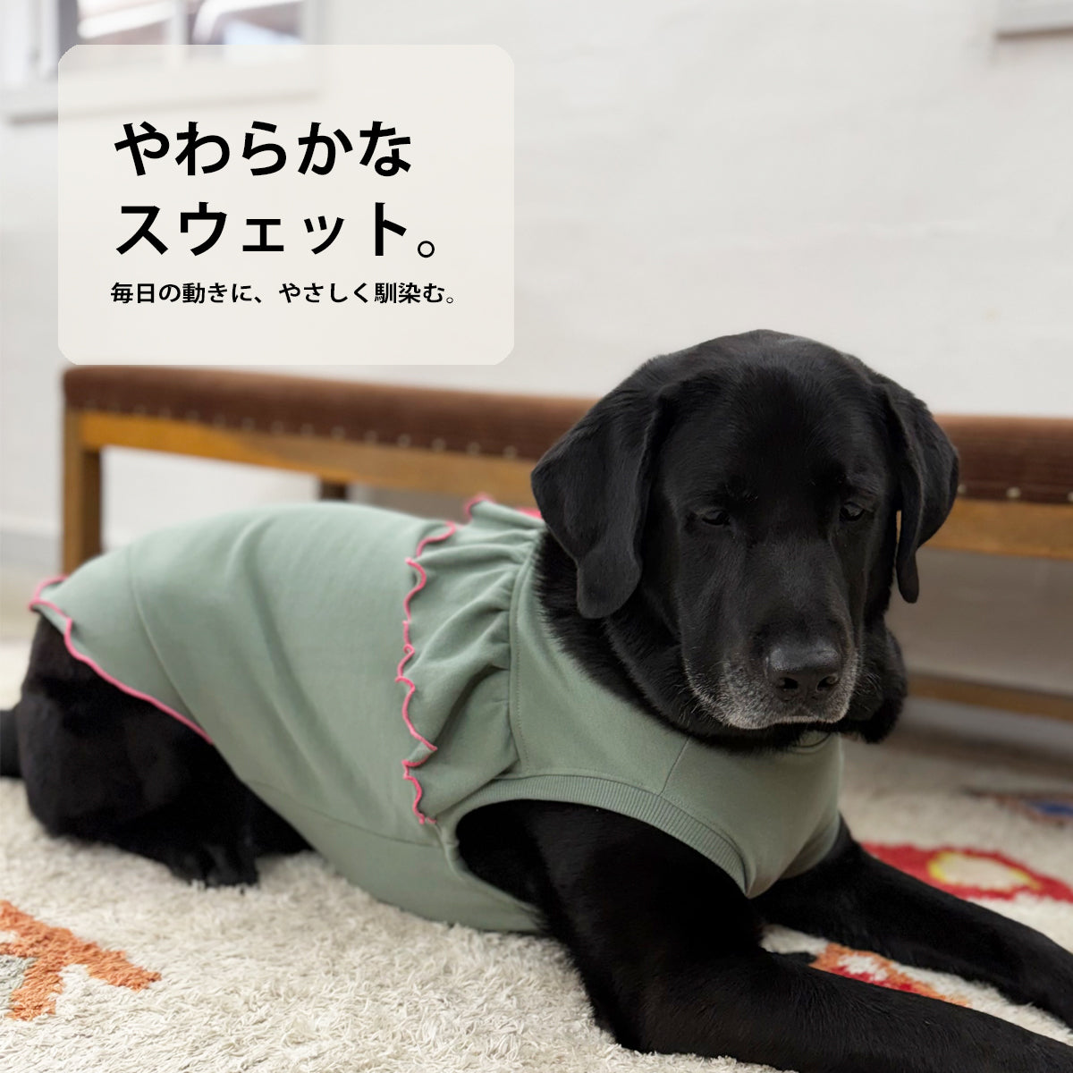 【受注商品】DAILY W-FRILL ad085